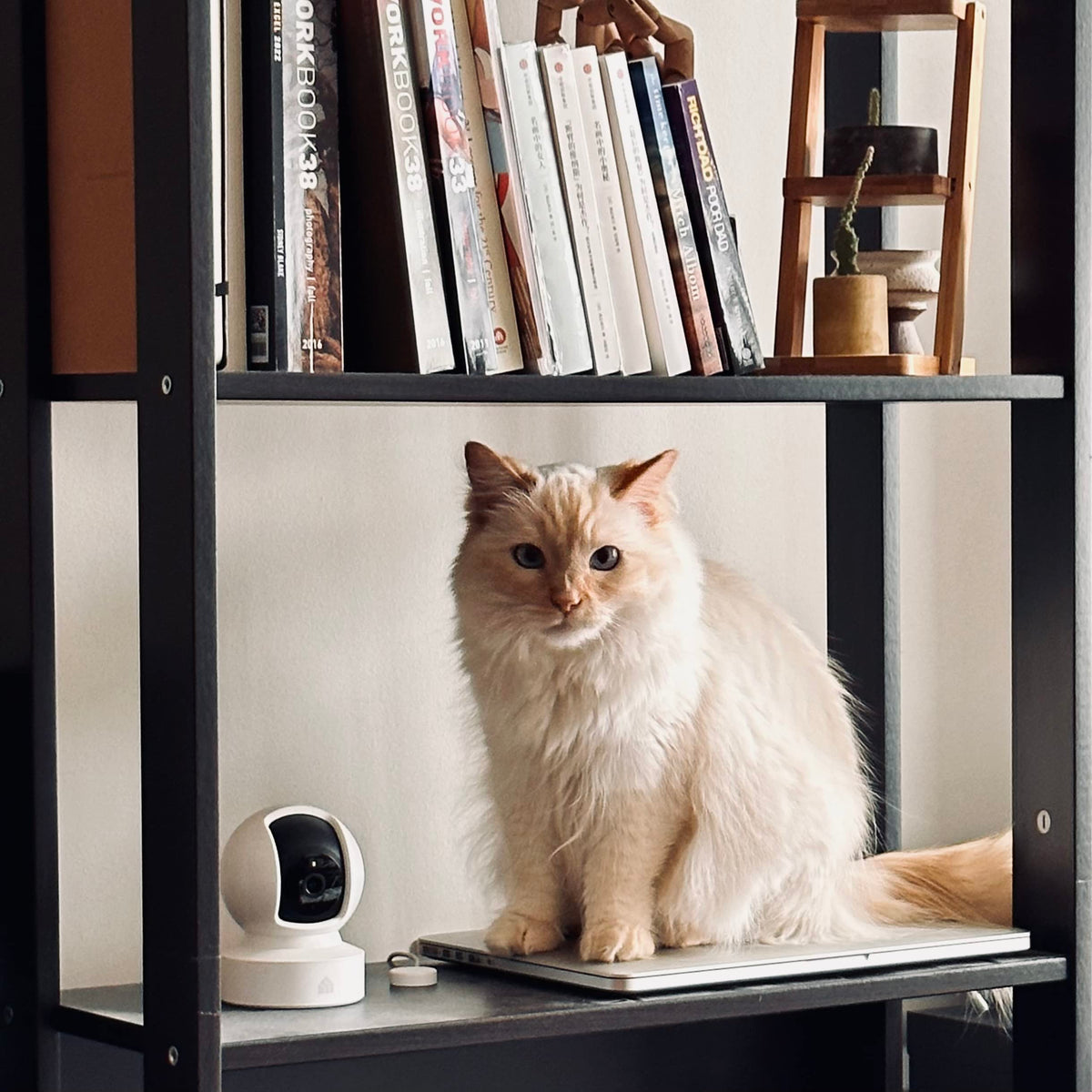 Kasa 2K+ Indoor Pan/Tilt Wired Security Camera, Baby & Pet Monitor, KC410S